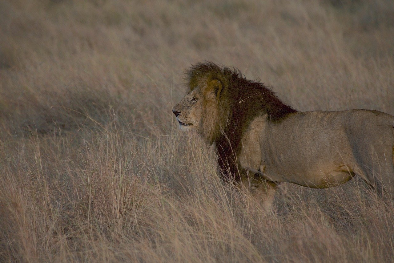 Lions in the Maasai Mara grasslands
