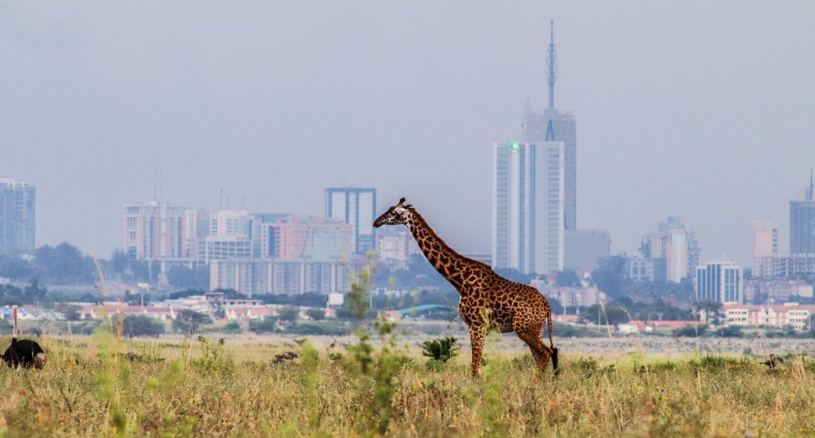 Giraffe in Nairobi National Park with city skyline